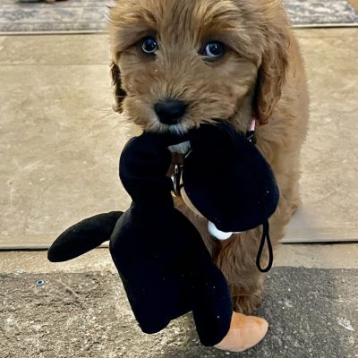 Piper the Hunter